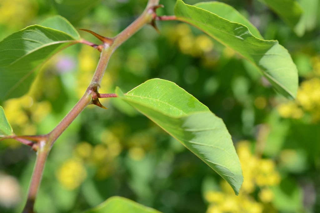 Arbusto spinoso - Paliurus spina-christi